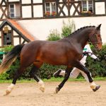 Polowy trening zaprzęgowy ogierów w 2020 r.