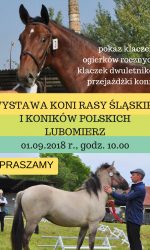 Wystawa Hodowlana Młodzieży rasy śląskiej i konik polski