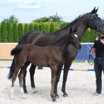 Cichoń Foals Auction 2021