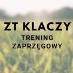 Zaprzęgowa próba dzielności klaczy