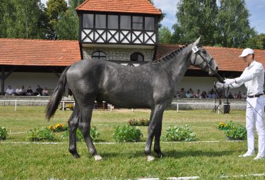 zdjęcie z galerii
