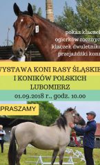 Wystawa Hodowlana Młodzieży rasy śląskiej i konik polski 1.09.2018 Lubomierz -zdj. Anna Majer