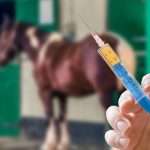 Szczepienia: grypa koni